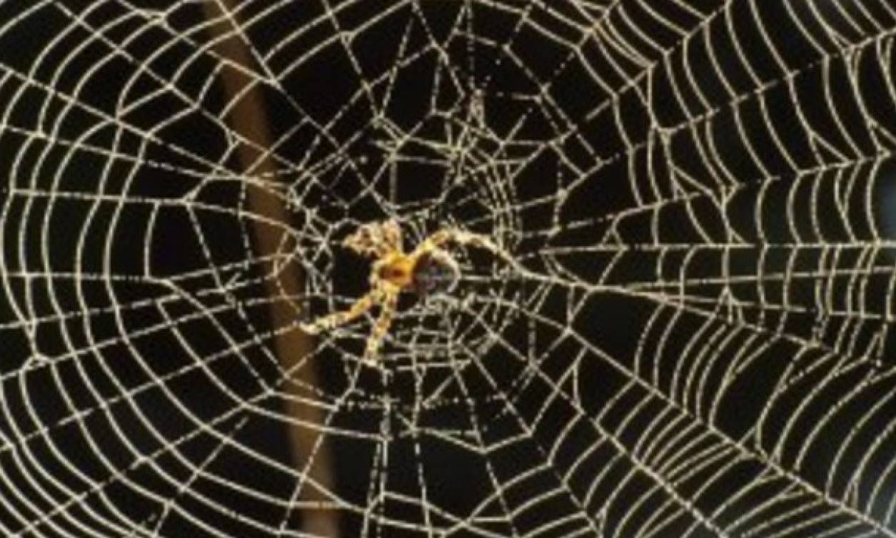 Η πρώτη γενετικά τροποποιημένη αράχνη στον κόσμο παράγει κόκκινο φθορίζον μετάξι