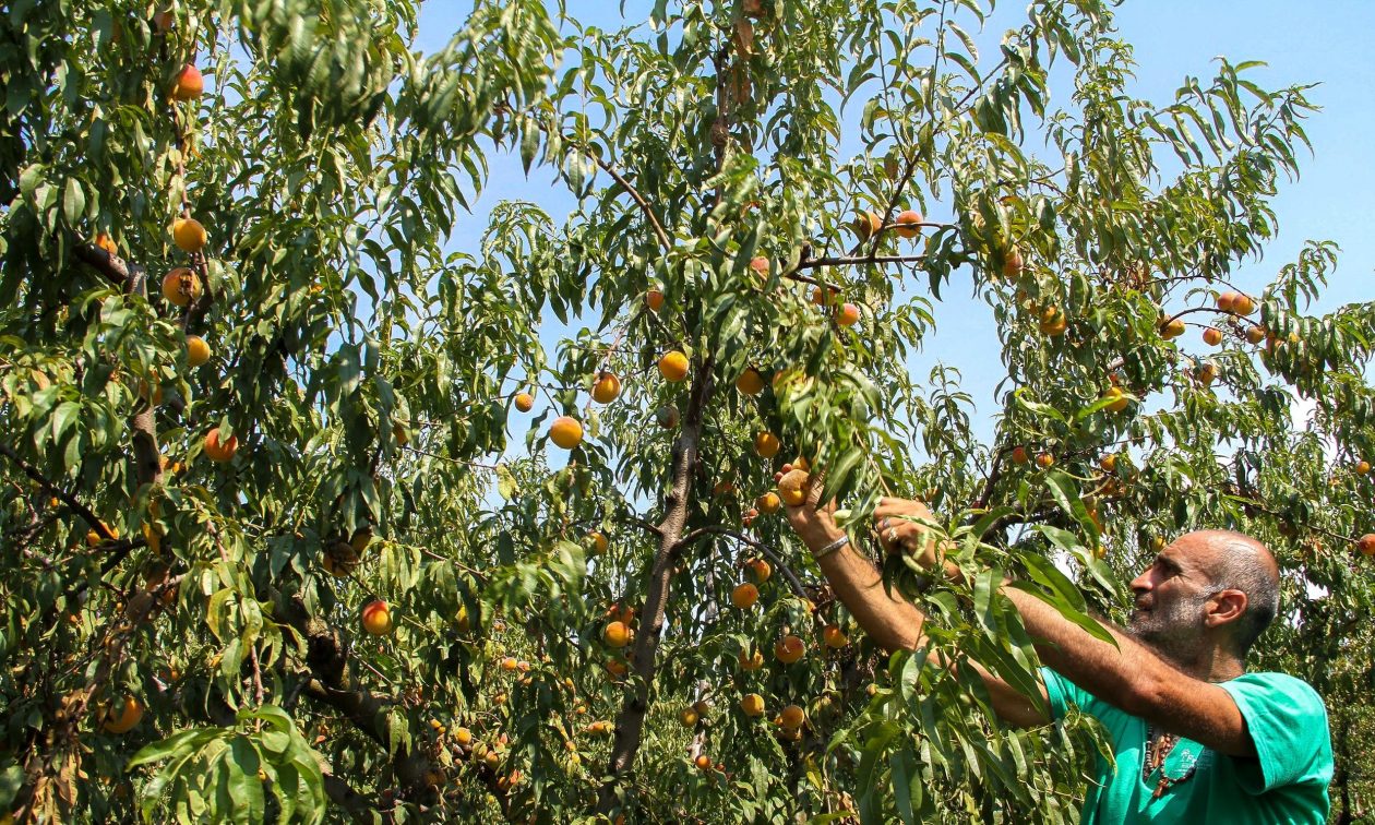 Το χαλάζι κατέστρεψε τις καλλιέργειες πυρηνόκαπρων στην Ημαθία – Σε απόγνωση οι παραγωγοί