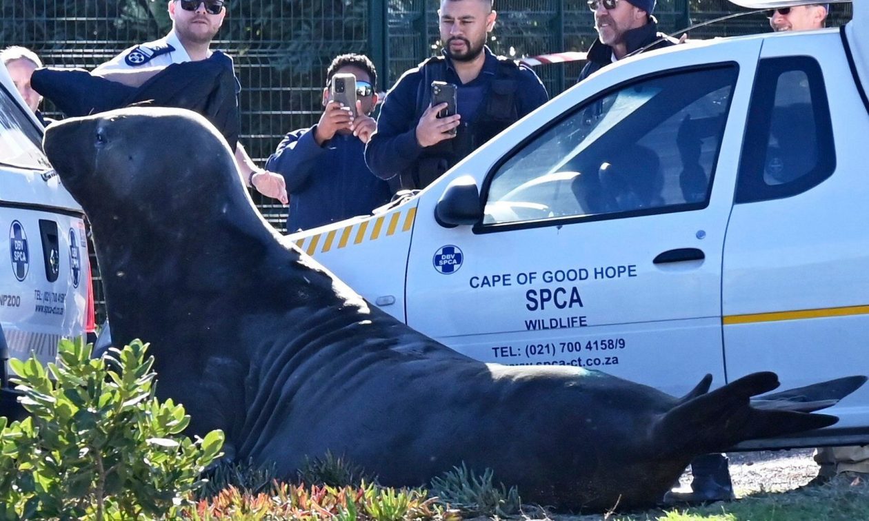 Νότια Αφρική: Θαλάσσιος ελέφαντας βγήκε… βόλτα σε δρόμο του Κέιπ Τάουν και αναστάτωσε τη γειτονιά