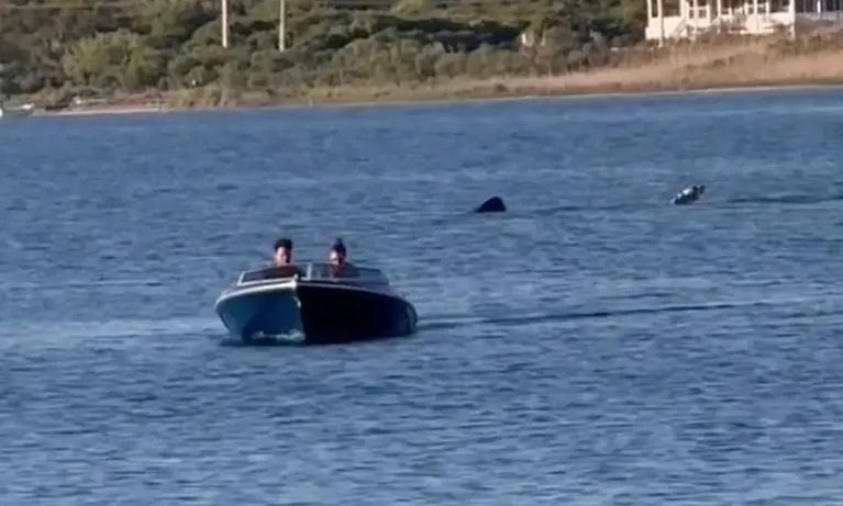 Καρχαρίας 6 μέτρων ακολουθούσε ταχύπλοο μέσα σε… λίμνη – Βίντεο