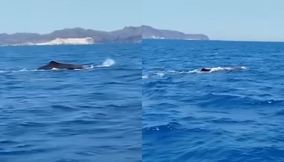 Μοναδικό θέαμα: Ένας φυσητήρας κολυμπάει στις Κυκλάδες – Το βίντεο που κατέγραψε ψαράς