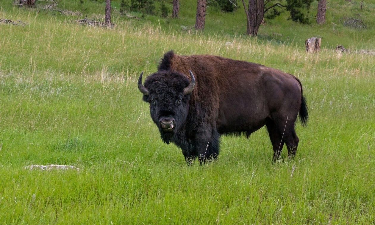 ΗΠΑ: Βίσωνας κάρφωσε άνδρα στο Εθνικό Πάρκο Yellowstone – Νοσηλεύτηκε με ελαφρά τραύματα