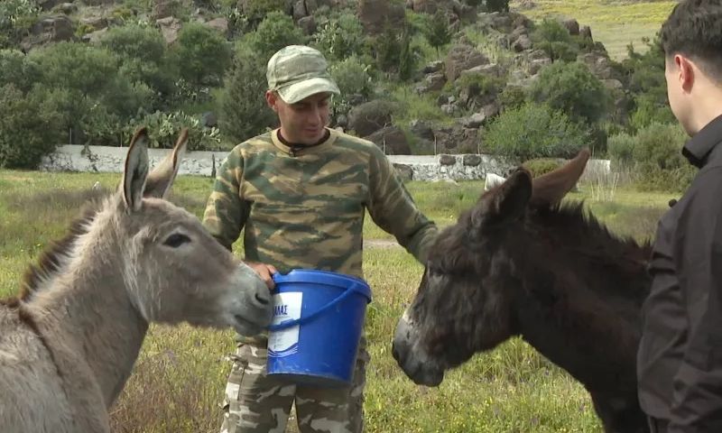 Γηροκομείο για γαϊδουράκια στην Πάτμο: Από την κακουχία στη φροντίδα