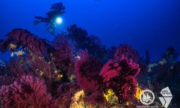 Προστασία των Κοραλλιών στα Βαθιά Νερά – Απόφαση-oρόσημο για τη Θαλάσσια Προστασία στην Ελλάδα