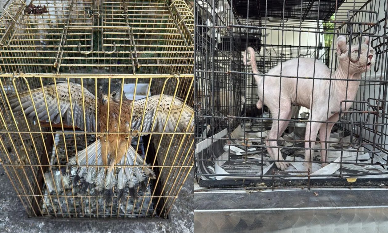 Χειροπέδες σε δύο άτομα για παράνομο εμπόριο ζώων συντροφιάς – Ήταν εγκλωβισμένα σε κλούβια