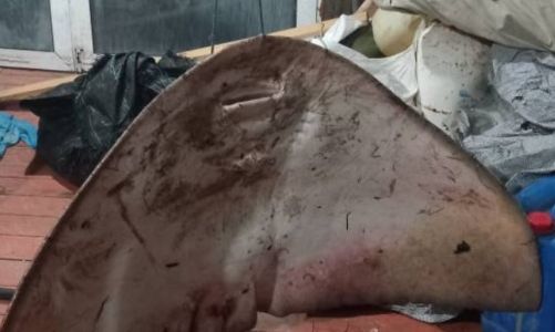 Αλεξανδρούπολη: Σπάνιο θαλάσσιο είδος 40 κιλών πιάστηκε στα δίχτυα ψαρά – Δείτε φωτογραφίες