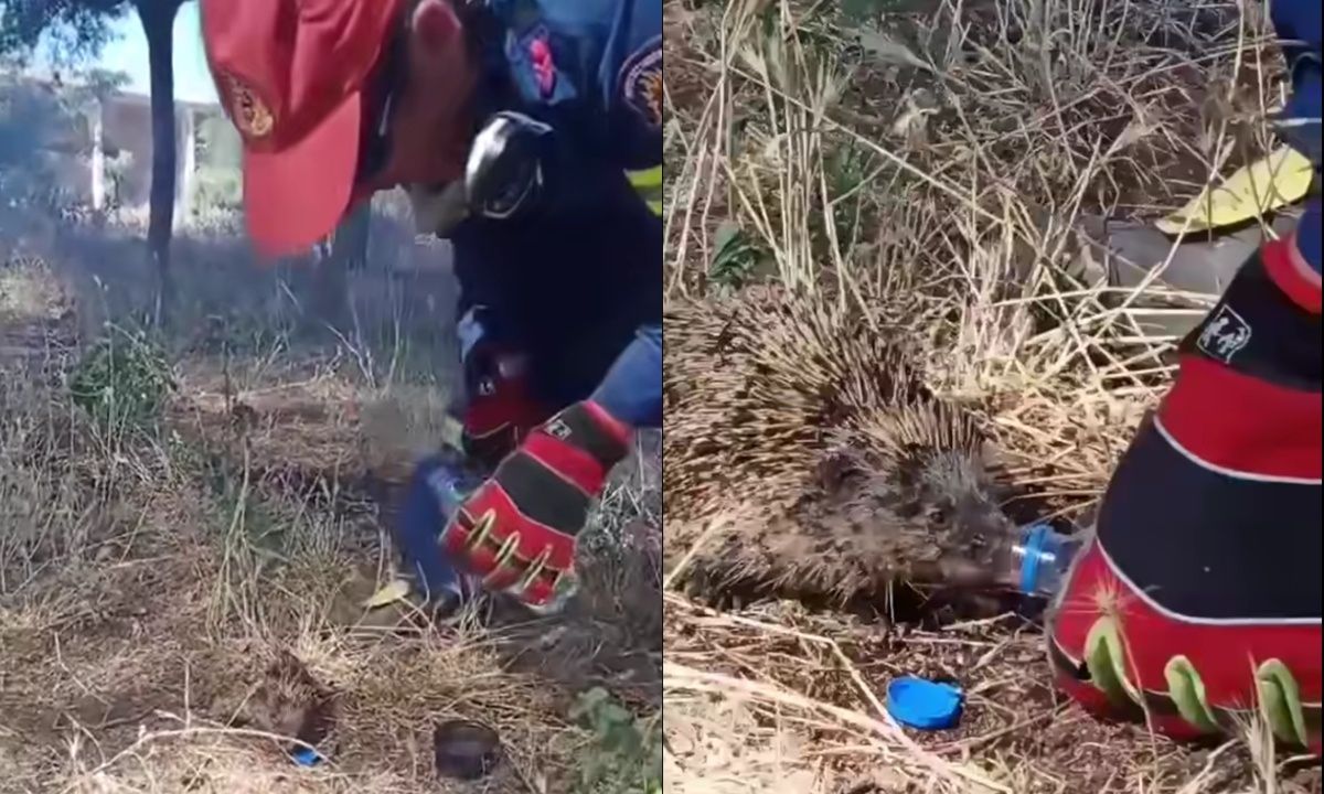 Η στιγμή που πυροσβέστης σώζει και δίνει νερό σε σκαντζόχοιρο σε φωτιά στο Κιλκίς