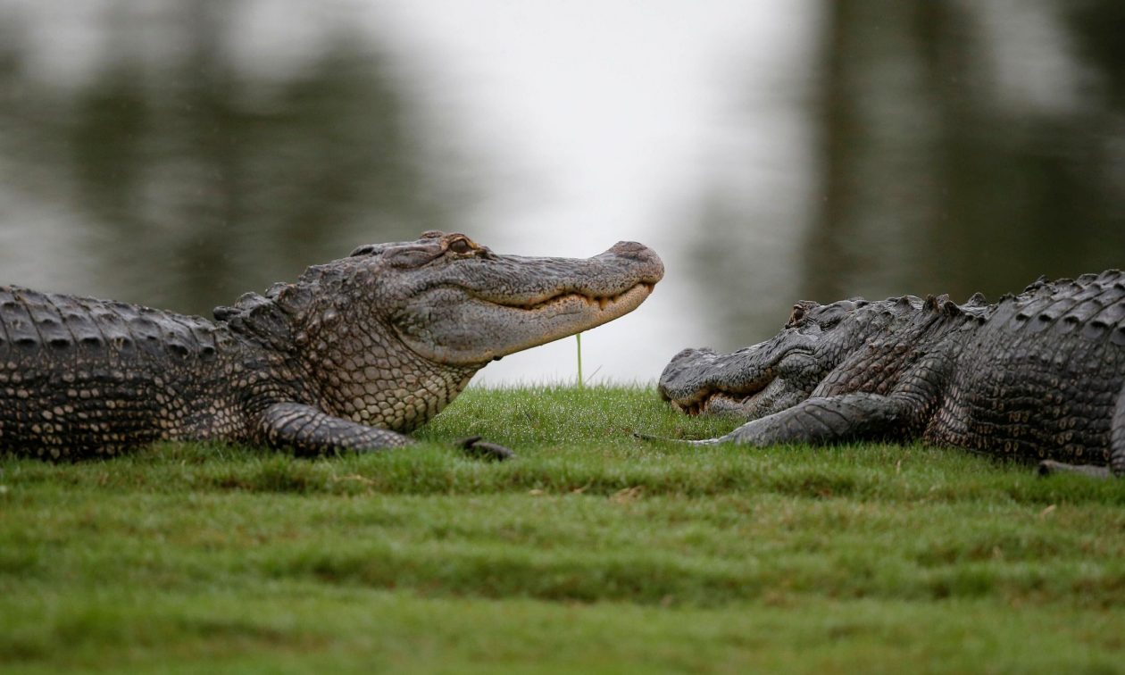 «Aligator Alcatraz»: Η τρομακτική «φυλακή» της Φλόριντα για τους παράτυπους μετανάστες