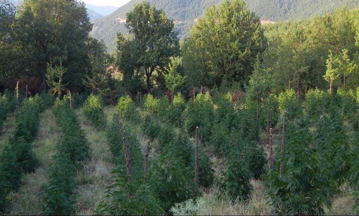Θεσσαλονίκη: Ισόβια σε 3 άτομα για χασισοφυτεία με πάνω από 1000 δενδρύλλια σε ορεινή δασική έκταση