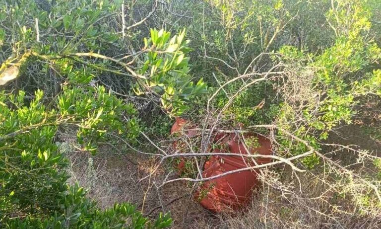 Μεσσηνία: Εντοπίστηκαν 24 κιλά κάνναβης κρυμμένα σε αγροτοδασική περιοχή των Γαργαλιάνων