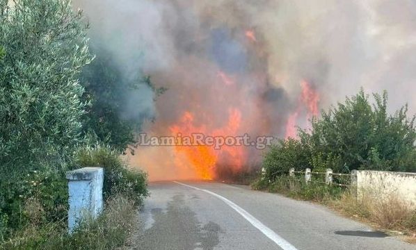 Φθιώτιδα: Χωρίς ενεργό μέτωπο η φωτιά στην περιοχή Αχλάδι Στυλίδας – Βίντεο