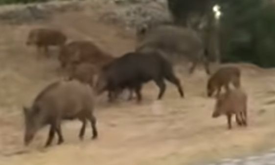 Σεργιάνι αγριογούρουνων στην Καλαμπάκα – Βίντεο