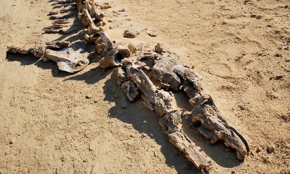 Η «Κοιλάδα των φαλαινών» στην Αίγυπτο αποκαλύπτει ότι κάποτε περπατούσαν στη στεριά!