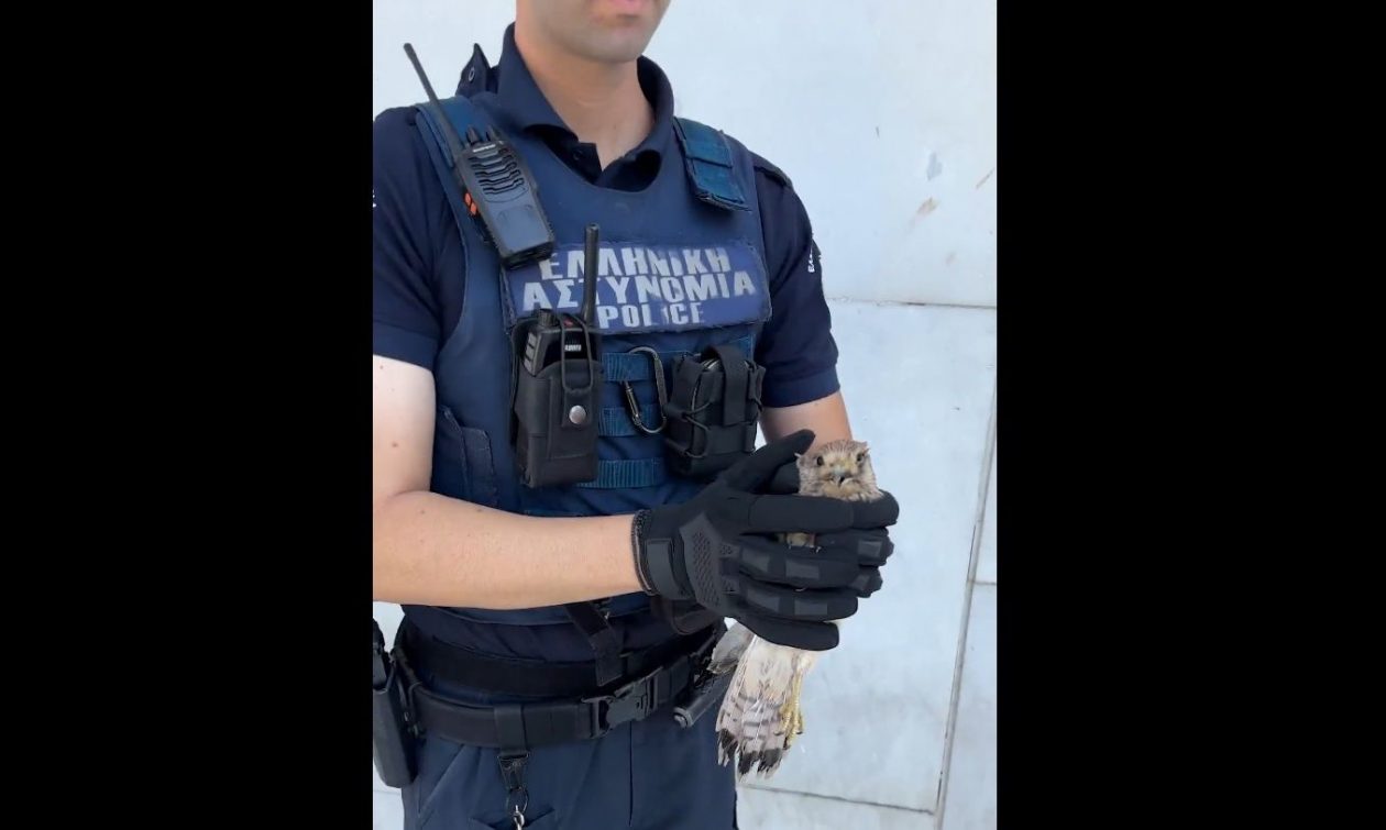 Αστυνομικός διέσωσε γεράκι που κατέρρευσε από τη ζέστη – Το πουλί… «συνελήφθη» έξω από τη ΓΑΔΑ