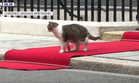 Larry the Cat: «Το πιο δημοφιλές πρόσωπο της Downing Street» – Η γάτα που «γοήτευσε» τον Μακρόν