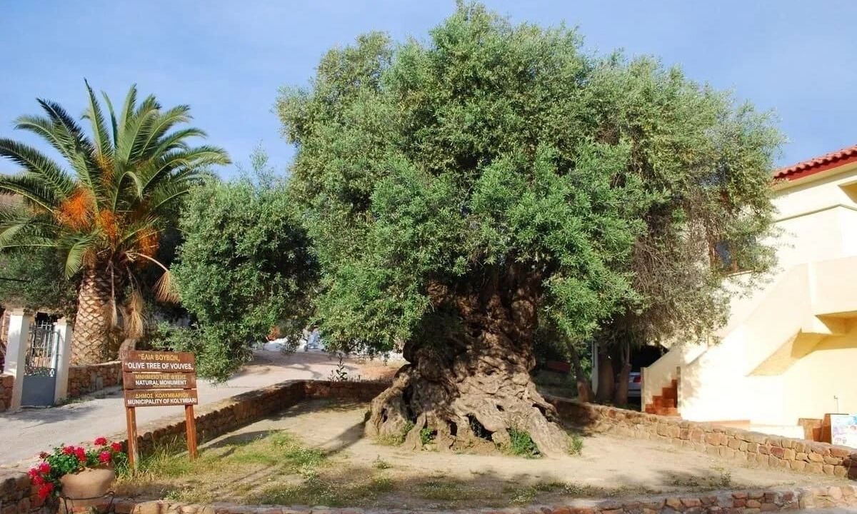 Κρήτη: Η αρχαιότερη ελιά στον κόσμο – Είναι περίπου 4000 ετών και συνεχίζει να βγάζει ελιές