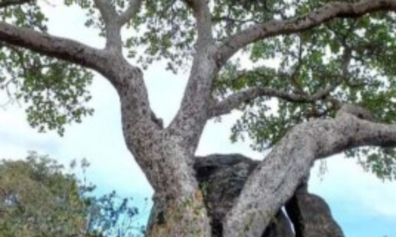 Οι συκιές μετατρέπονται σε «πέτρες» δεσμεύοντας πολύ περισσότερο CO2 από το κανονικό