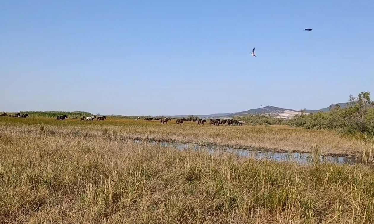Τα αγέρωχα άγρια άλογα του δέλτα του Έβρου πεθαίνουν από τη λειψυδρία
