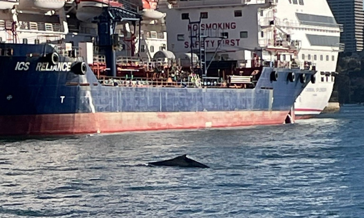 Σίδνεϊ: Φάλαινα-«τουρίστρια» προκάλεσε αναστάτωση στο λιμάνι