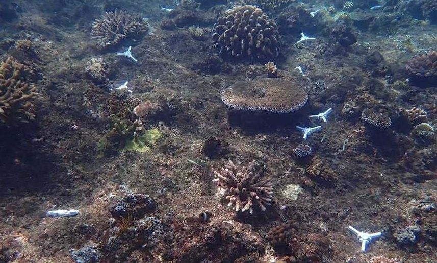 Μαλδίβες: Καλλιεργήθηκαν 10.000 κοράλλια σε λίγες εβδομάδες χάρη σε ένα φορητό εργαστήριο ωοτοκίας
