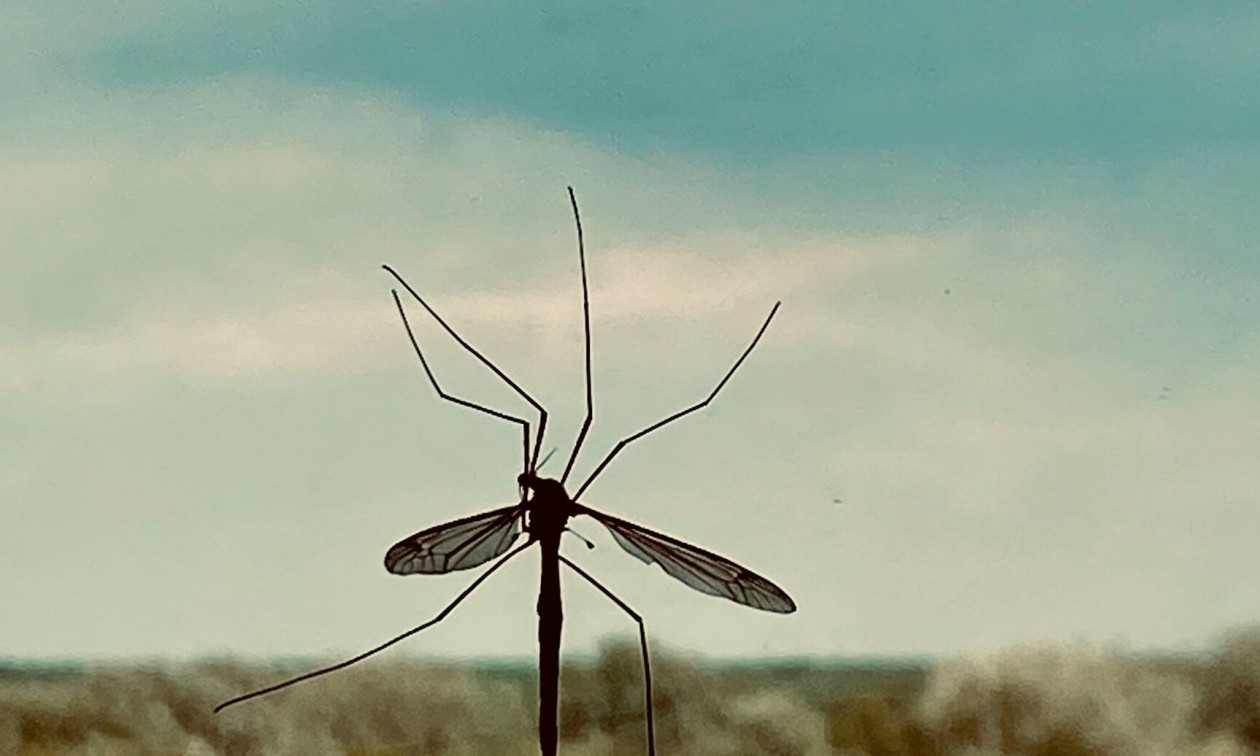 Ο εφιάλτης επιστρέφει: Ποιος είναι ο ιός chikungunya που απειλεί την Κίνα