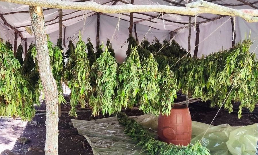 Αιτωλοακαρνανία: Όφελος άνω των 1,35 εκατ. ευρώ από την καλλιέργεια ναρκωτικών – Εξάρθρωση καρτέλ