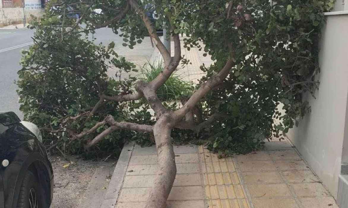 Κρήτη: Δέντρο κατέρρευσε στον Μασταμπά Ηρακλείου μέσα στη νύχτα – Σοβαρές ζημιές σε δύο οχήματα