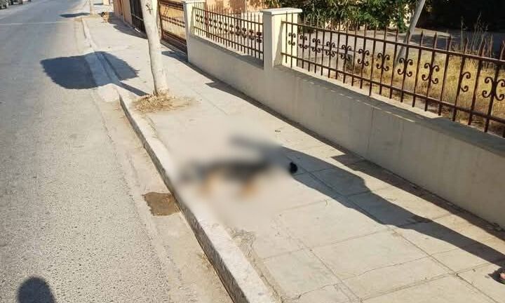 Κρήτη: Οδηγός παρέσυρε σκύλο, έλεγξε το αυτοκίνητό της, και τον άφησε να πεθάνει