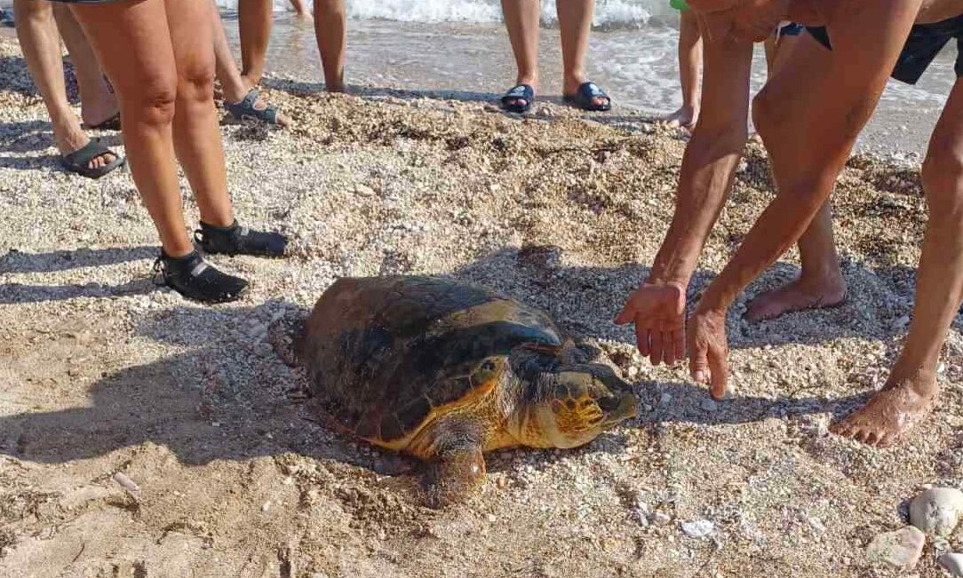 Τραυματισμένη θαλάσσια χελώνα στις ακτές του Μύτικα – Βίντεο