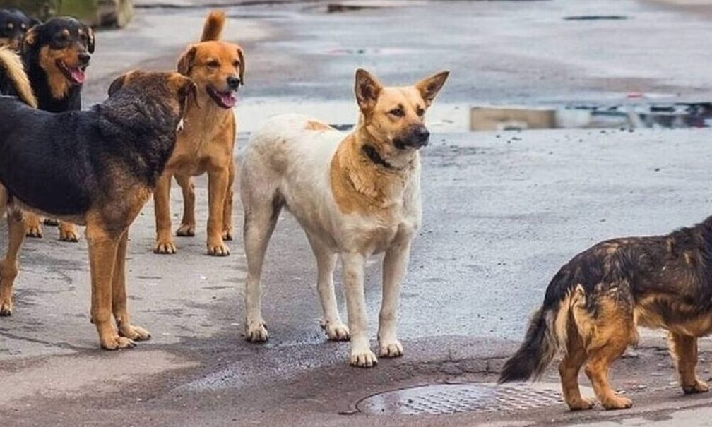Μαγνησία: Αδέσποτα σκυλιά δάγκωσαν γυναίκα – Εκλιπαρούσε για βοήθεια