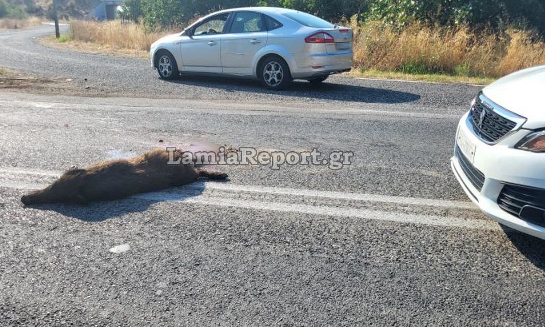 Λαμία: Τροχαίο με αγριογούρουνο στην οδό Στυλίδος – Φωτογραφίες