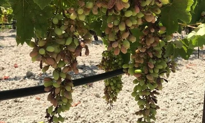 Μάχη επιβίωσης στα αμπέλια στο Ηράκλειο – Τριπλό πλήγμα από χαλάζι, καύσωνα και λειψυδρία