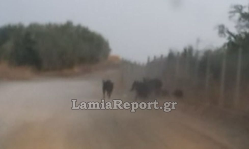 Λαμία: Αγριογούρουνα μέσα στις γραμμές του τρένου – Κίνδυνος εκτροχιασμού