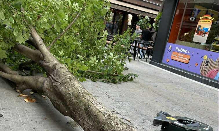 Κοζάνη: Προβλήματα από το πέρασμα της κακοκαιρίας – Δέντρο έπεσε στον κεντρικό πεζόδρομο