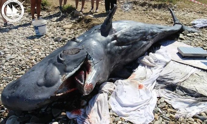 Νεαρός φυσητήρας εκβράστηκε νεκρός στη Σάμο – Δείτε εικόνες