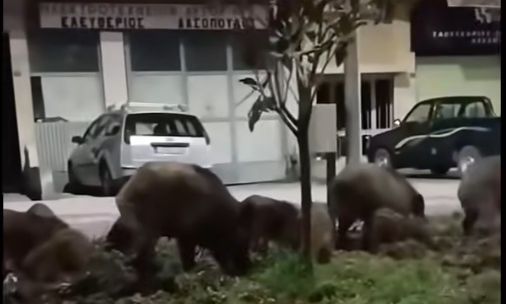 Απίστευτες εικόνες στη Λιβαδειά: Κοπάδι αγριογούρουνων έκανε βόλτες στους δρόμους – Δείτε βίντεο