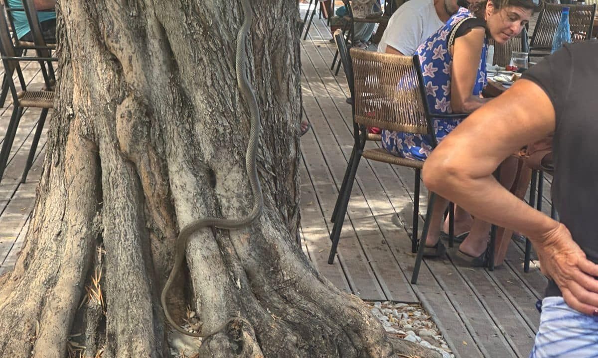 Αλόννησος: Δίμετρο φίδι «πήγε για καφέ» σε Beach Bar