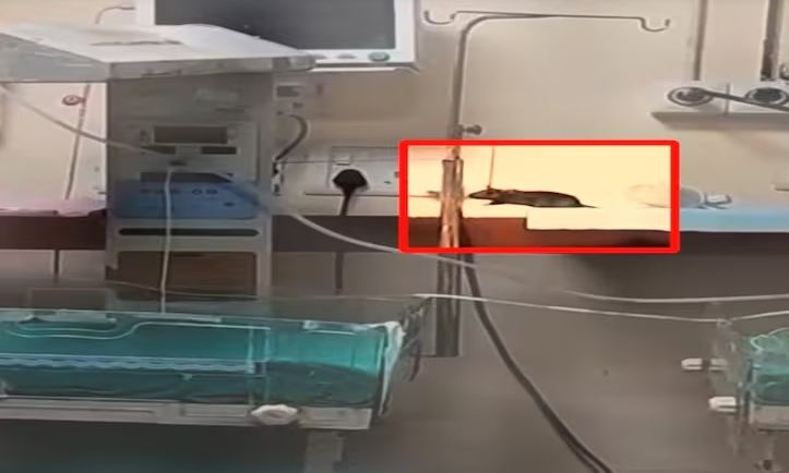 Ινδία: Νεκρά δύο νεογέννητα από δαγκώματα αρουραίων μέσα σε νοσοκομείο – Ανατριχιαστικό βίντεο