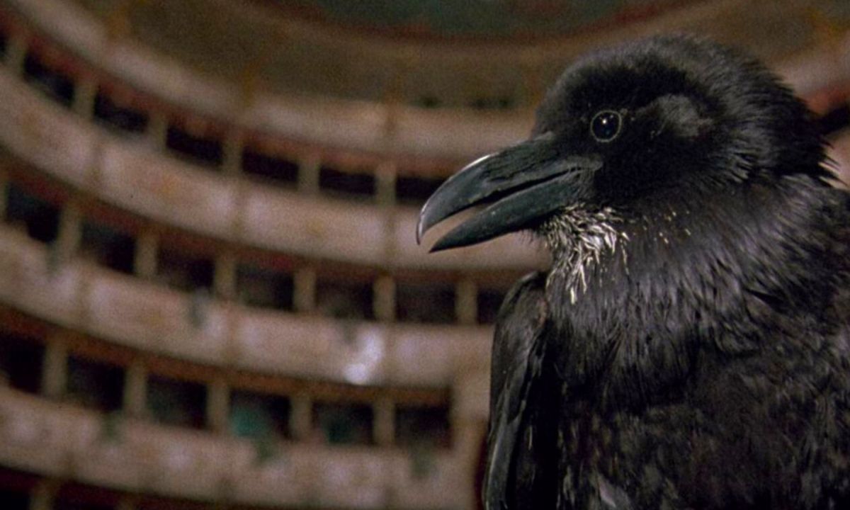 Θερινό Ανεσις: Το Midnight Express προβάλει την «Opera» του μάεστρο του giallo Dario Argento