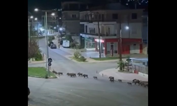 Λιβαδειά: Αγριογούρουνα βγήκαν βόλτα για να βοσκήσουν στη μέση της πόλης – Δείτε βίντεο