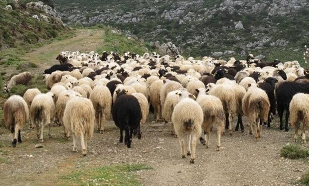 Τσιάρας: Προειδοποίηση για κίνδυνο lockdown εξαιτίας της ευλογιάς των αιγοπροβάτων