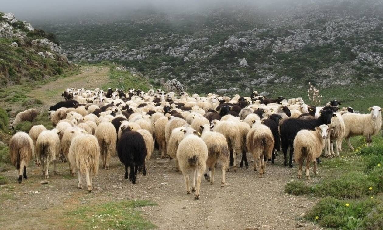 ΥΠΑΑΤ: Οδηγίες για τους κτηνοτρόφους σε περίπτωση μόλυνσης ζώου από ευλογιά – Όλα τα μέτρα