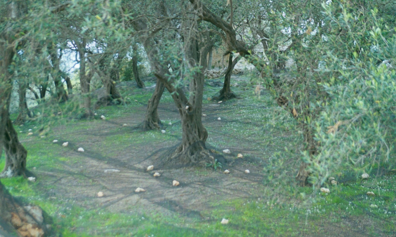 Βόλος: Το κτήμα με τις ελιές δίχασε πατέρα, γιο και κόρη – Γυαλιά καρφιά τα έκανε 86χρονος