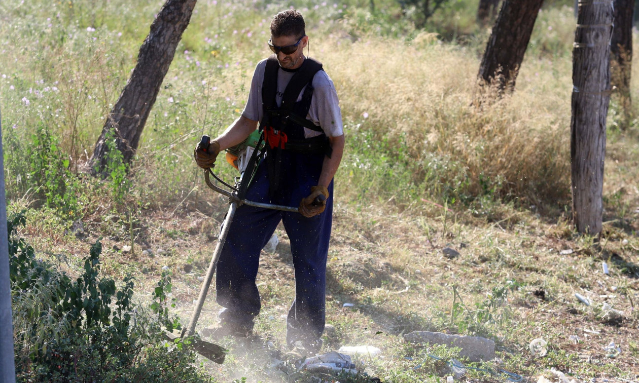 Λύθηκε το μυστήριο με τα κομμένα δέντρα στο κέντρο της Αθήνας – Γιατί αντικαθίστανται οι μουριές