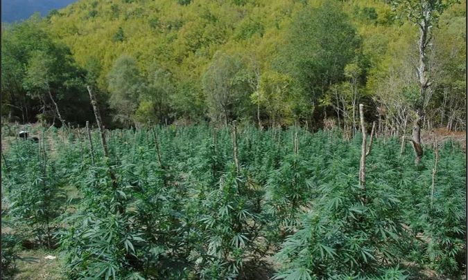 Σύμπλεγμα φυτειών με 5.085 δενδρύλλια κάνναβης στον Όλυμπο εντόπισε η ΕΛΑΣ