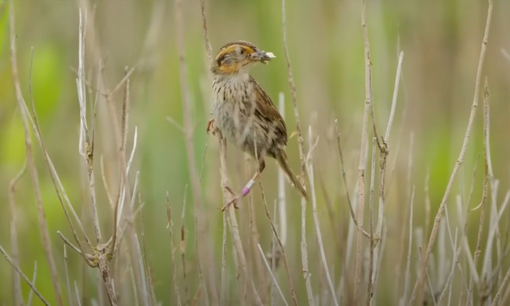 Τα φίλτρα του καφέ σώζουν σπάνιο σπουργίτι από την εξαφάνιση
