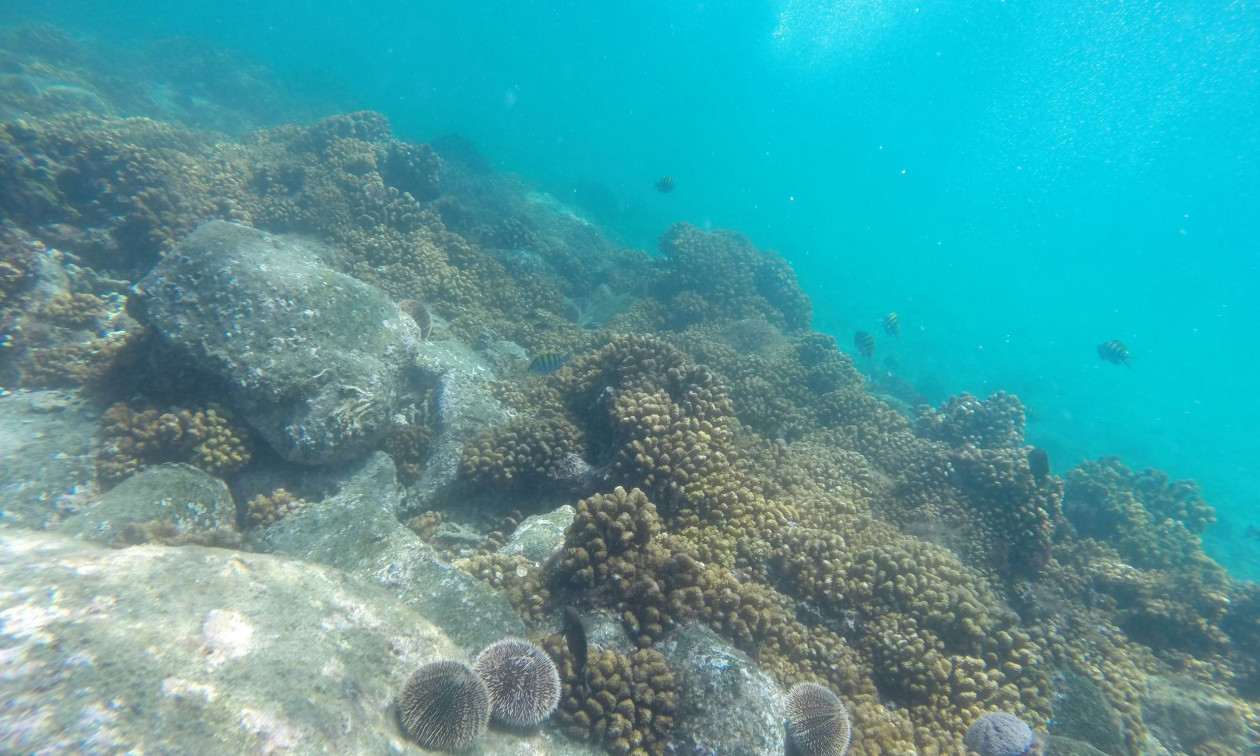 Εθελοντές… με σφυριά έσωσαν υποβρύχια δάση από τους αμέτρητους αχινούς