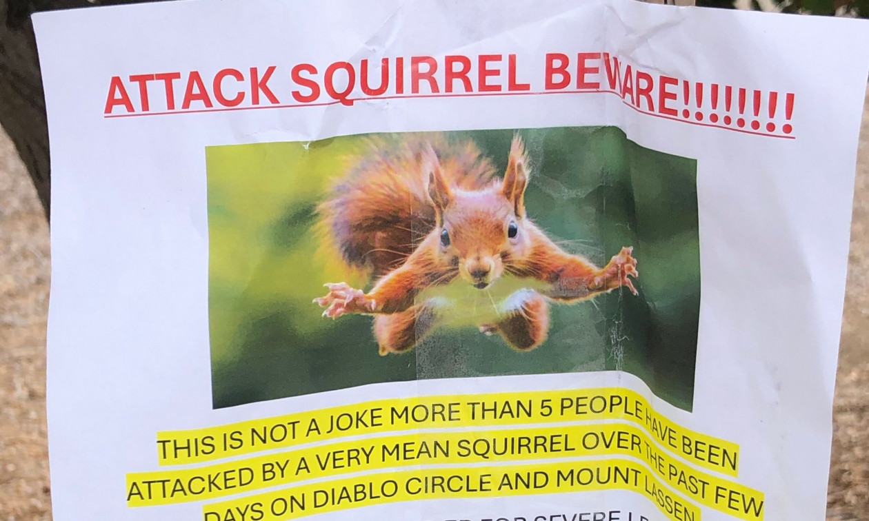 ΗΠΑ: Επιθετικός σκίουρος τρομοκρατεί κατοίκους γειτονιάς – Έχει στείλει δύο άτομα στο νοσοκομείο