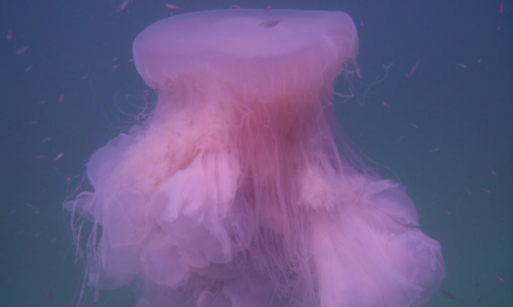 Γιγαντιαίες ροζ μέδουσες τρομοκρατούν τις ακτές σε Μεσόγειο και ΗΠΑ – Πλοκάμια 20 μέτρων