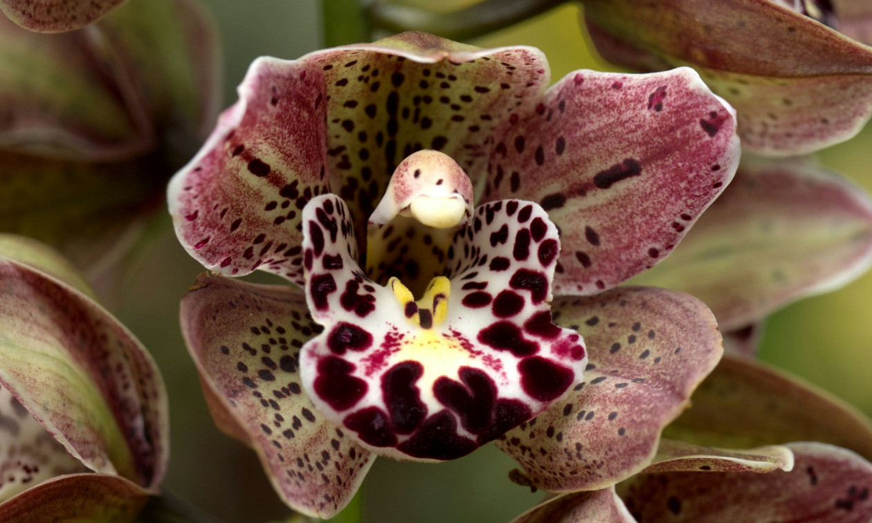 Ζει κάτω από την Γη και είναι πανέμορφη: Η μάχη για τη σωτηρία της σπανιότερης ορχιδέας στον κόσμο